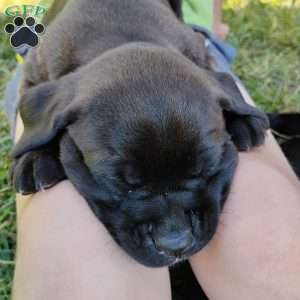 Peanut, Boxador Puppy